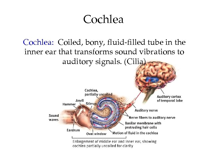Cochlea: Coiled, bony, fluid-filled tube in the inner ear that transforms sound vibrations to