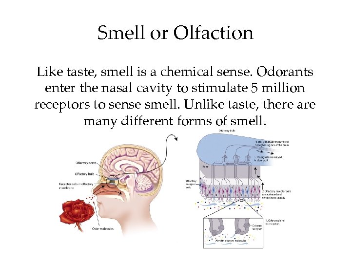 Smell or Olfaction Like taste, smell is a chemical sense. Odorants enter the nasal