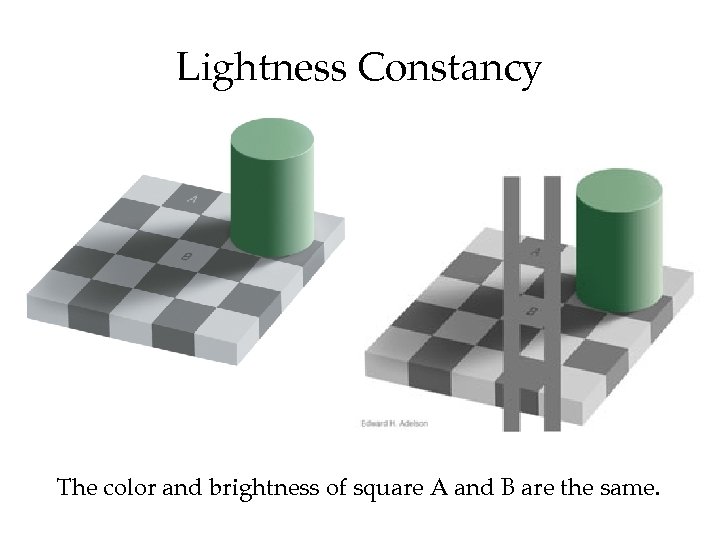 Co ur tes y Ed wa rd Ad els on Lightness Constancy The color