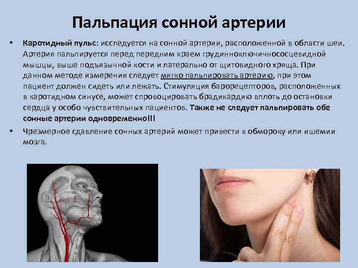 Пальпация сонной артерии • • Каротидный пульс: исследуется на сонной артерии, расположенной в области