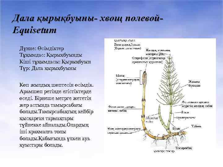 Дала қырықбуыны- хвощ полевой. Equisetum Дүние: Өсімдіктер Тұқымдас: Қырықбуынды Кіші тұқымдасы: Қырықбуын Түр: Дала