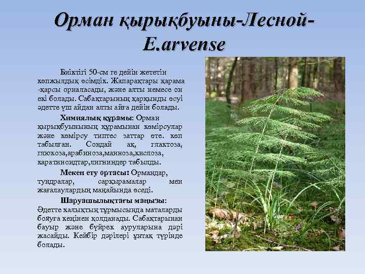 Орман қырықбуыны-Лесной. E. arvense Биіктігі 50 -см ге дейін жететін көпжылдық өсімдік. Жапарақтары қарама