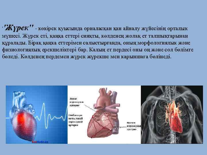 ''Жүрек'' - көкірек қуысында орналасқан айналу жүйесінің орталык мүшесі. Жүрек еті, қаңқа еттері сияқты,