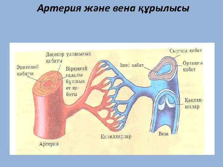 Артерия және вена құрылысы 