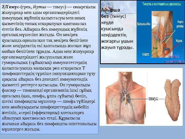 2)Тимус-(грек, thymus — тимус) — омыртқалы жануарлар мен адам организмдеріндегі иммундық жүйенің қалыптасуы мен