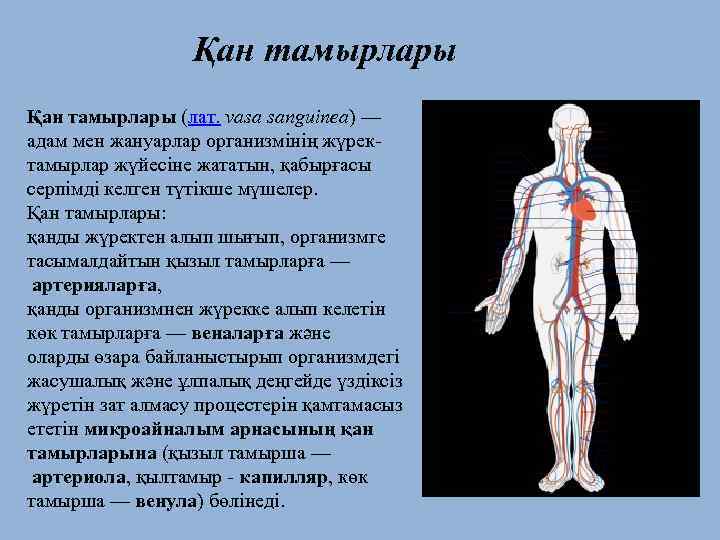 Қан тамырлары (лат. vasa sanguinea) — адам мен жануарлар организмінің жүректамырлар жүйесіне жататын, қабырғасы
