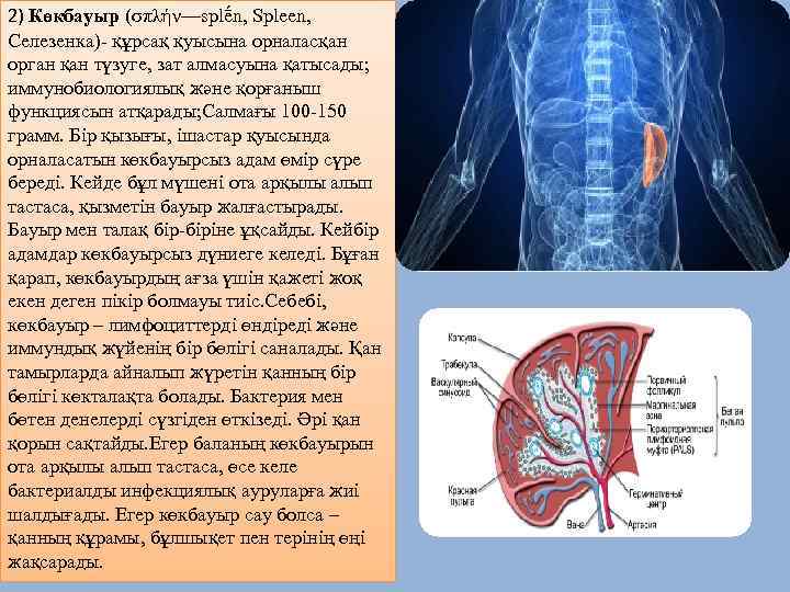 2) Көкбауыр (σπλήν—splḗn, Spleen, Селезенка)- құрсақ қуысына орналасқан орган қан түзуге, зат алмасуына қатысады;