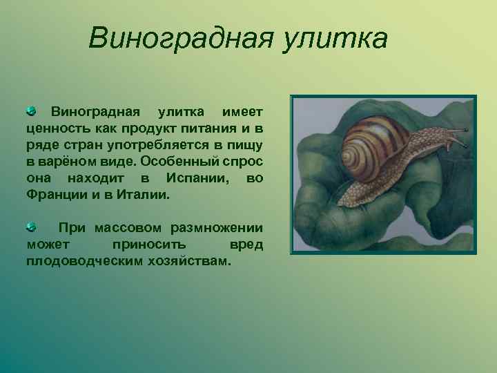 Виноградная улитка имеет ценность как продукт питания и в ряде стран употребляется в пищу