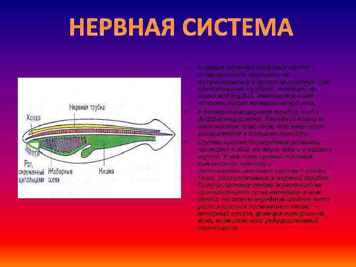 Хордовые вид нервной системы