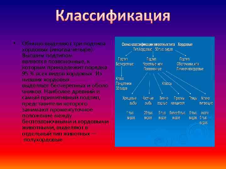 Классификация • Обычно выделяют три подтипа хордовых (иногда четыре). Высшим подтипом являются позвоночные, к