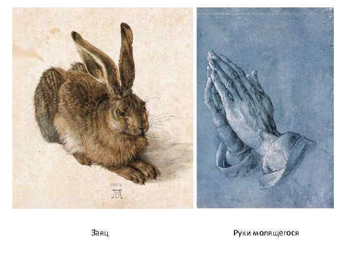 Заяц Руки молящегося 