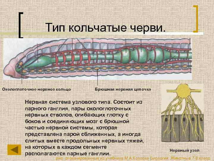 Тип кольчатые черви. Окологлоточное нервное кольцо Брюшная нервная цепочка Нервная система узлового типа. Состоит