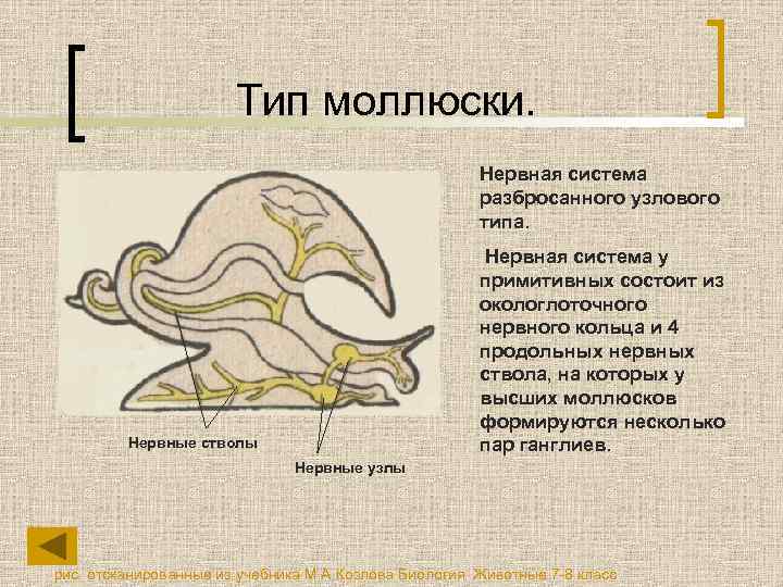 Тип моллюски. Нервная система разбросанного узлового типа. Нервная система у примитивных состоит из окологлоточного