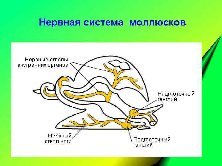 Нервная система моллюсков 