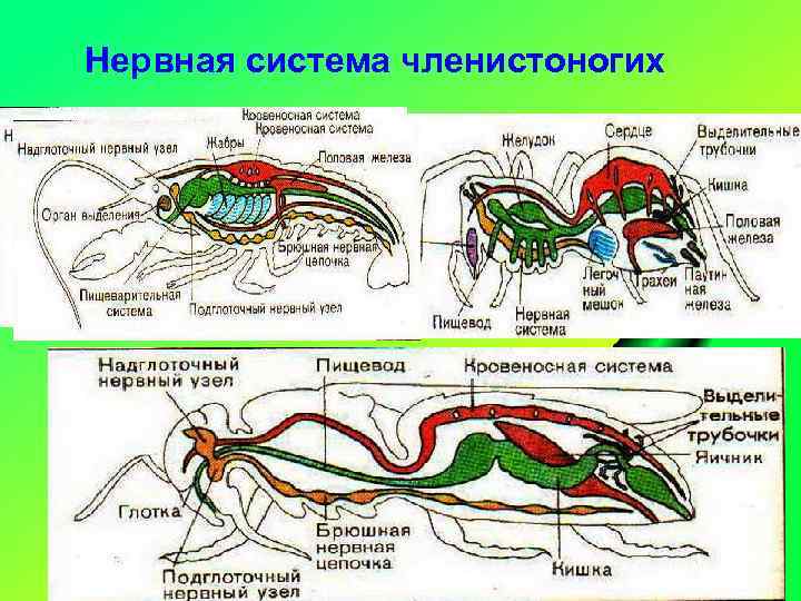 Нервная система членистоногих 