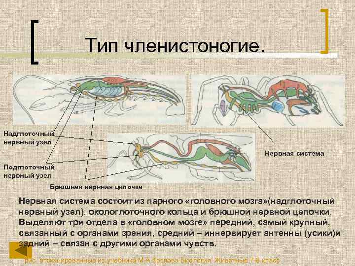 Тип членистоногие. Надглоточный нервный узел Нервная система Подглоточный нервный узел Брюшная нервная цепочка Нервная