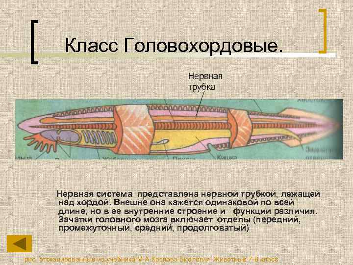 Класс Головохордовые. Нервная трубка Нервная система представлена нервной трубкой, лежащей над хордой. Внешне она