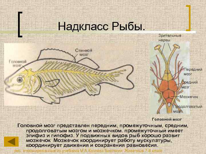 Надкласс Рыбы. Зрительные нервы Передний мозг Средний мозг Мозжечок Продолговатый мозг Головной мозг представлен