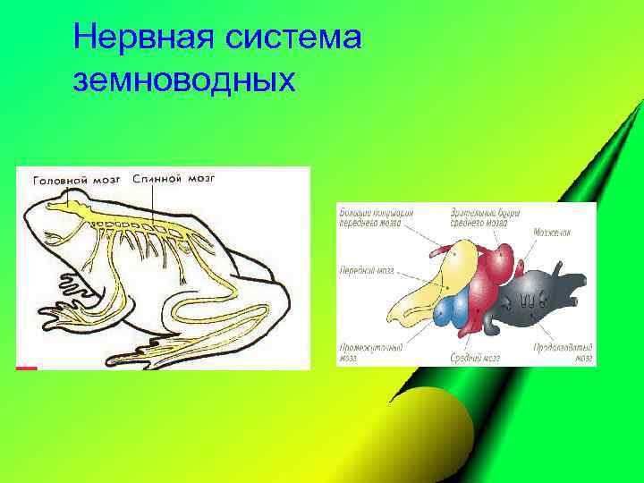 Нервная система земноводных 