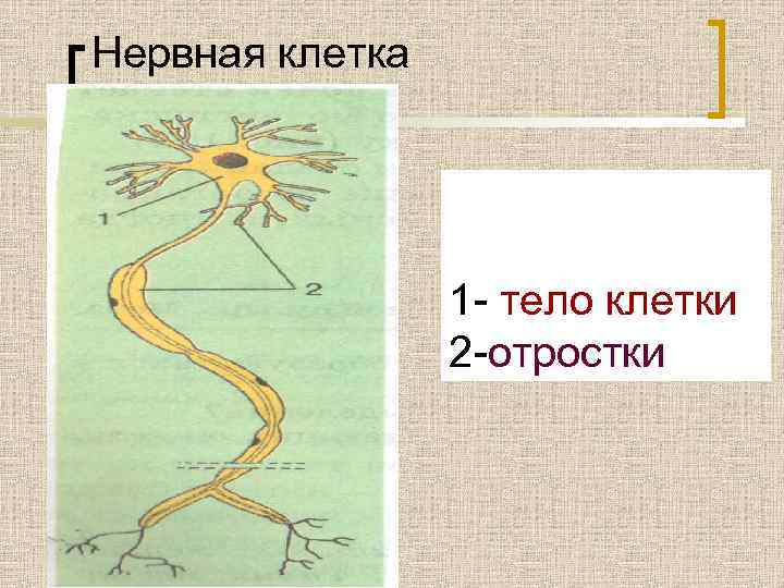 Нервная клетка 1 - тело клетки 2 -отростки 