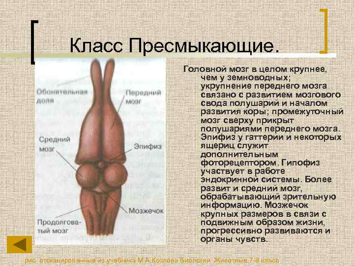 Класс Пресмыкающие. Головной мозг в целом крупнее, чем у земноводных; укрупнение переднего мозга связано