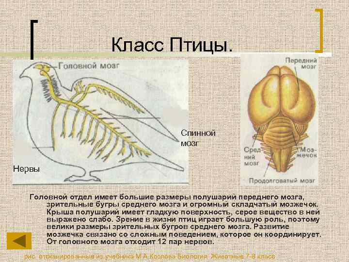 Класс Птицы. Спинной мозг Нервы Головной отдел имеет большие размеры полушарий переднего мозга, зрительные
