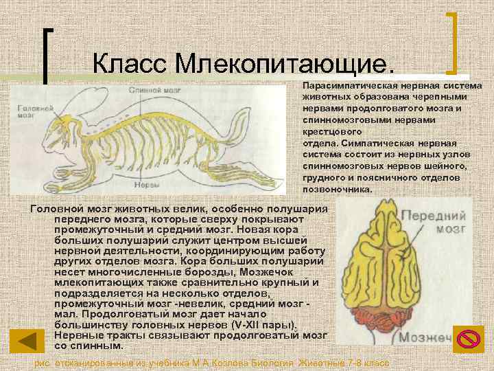 Класс Млекопитающие. Парасимпатическая нервная система животных образована черепными нервами продолговатого мозга и спинномозговыми нервами
