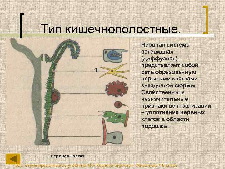Тип кишечнополостные. 1 Нервная система сетевидная (диффузная), представляет собой сеть образованную нервными клетками звездчатой