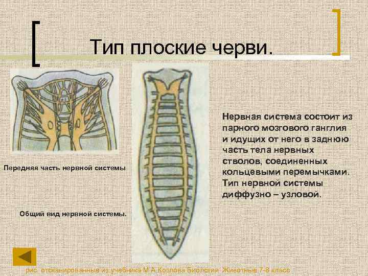 Тип плоские черви. Передняя часть нервной системы Нервная система состоит из парного мозгового ганглия