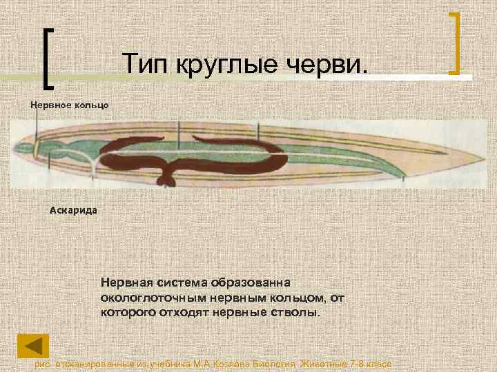 Тип круглые черви. Нервное кольцо Аскарида Нервная система образованна окологлоточным нервным кольцом, от которого