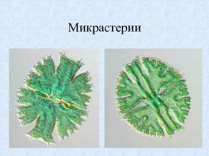 Микрастерии 