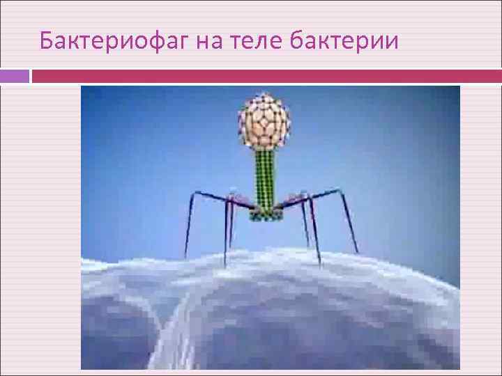Бактериофаг на теле бактерии 