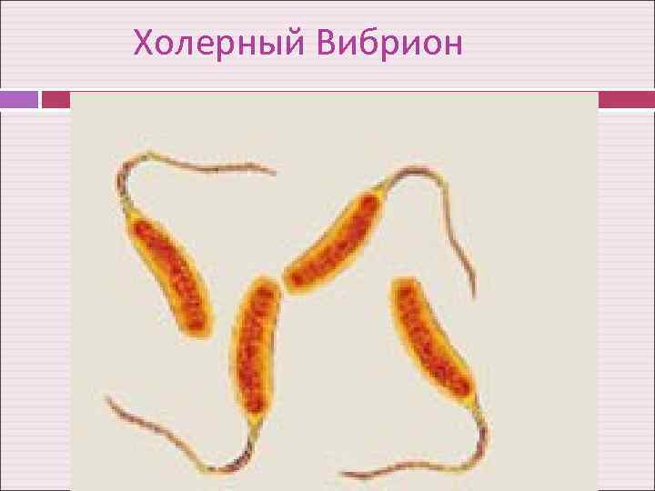 Какой тип питания характерен для холерного вибриона изображенного на рисунке