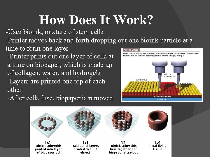 How Does It Work? -Uses bioink, mixture of stem cells -Printer moves back and