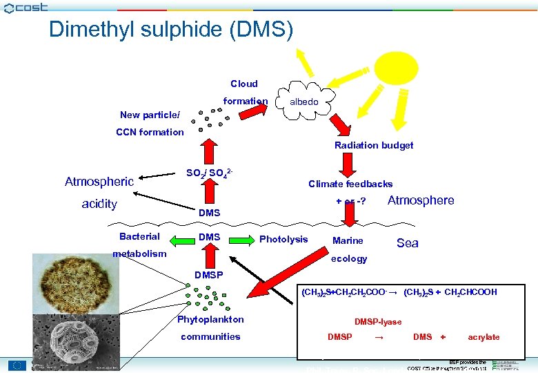 Dimethyl sulphide (DMS) Cloud formation albedo New particle/ CCN formation Radiation budget Atmospheric SO
