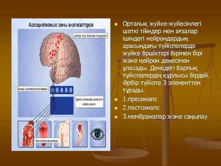 n n Орталық жуйке-жуйесінлегі шеткі тйіндер мен ағзалар ішіндегі нейрондардың арасындағы түйіспелерде жүйке бршіктері