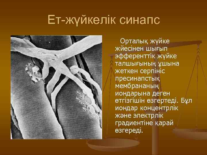 Ет-жүйкелік синапс Орталық жүйке жйесінен шығып эфференттік жүйке талшығының ұшына жеткен серпініс пресинапстық мембрананың