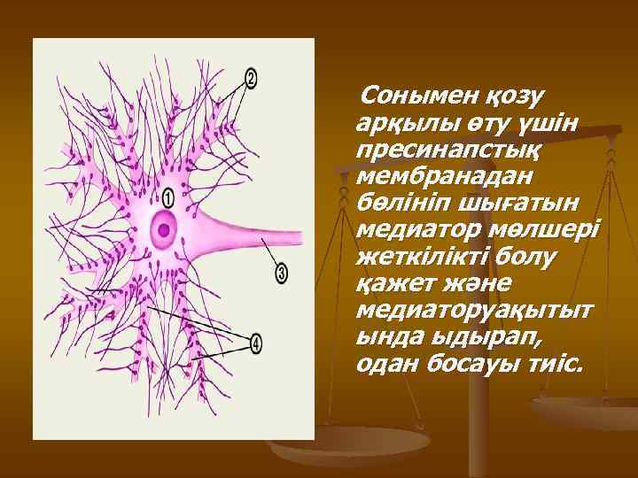Сонымен қозу арқылы өту үшін пресинапстық мембранадан бөлініп шығатын медиатор мөлшері жеткілікті болу қажет