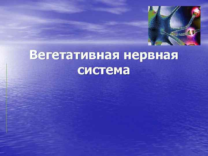 Вегетативная нервная система 