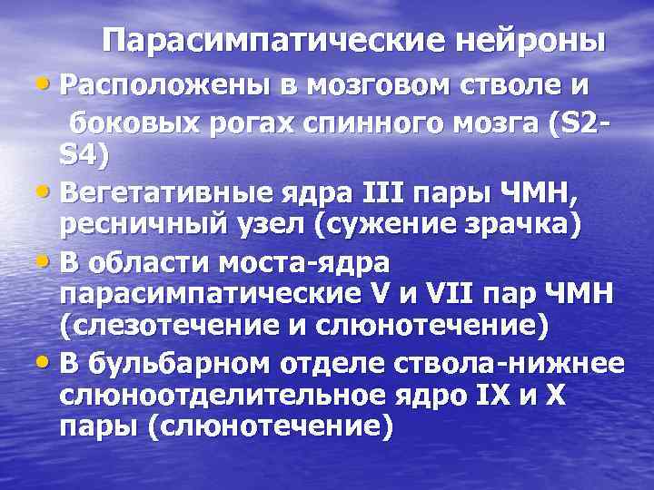 Парасимпатические нейроны • Расположены в мозговом стволе и боковых рогах спинного мозга (S 2