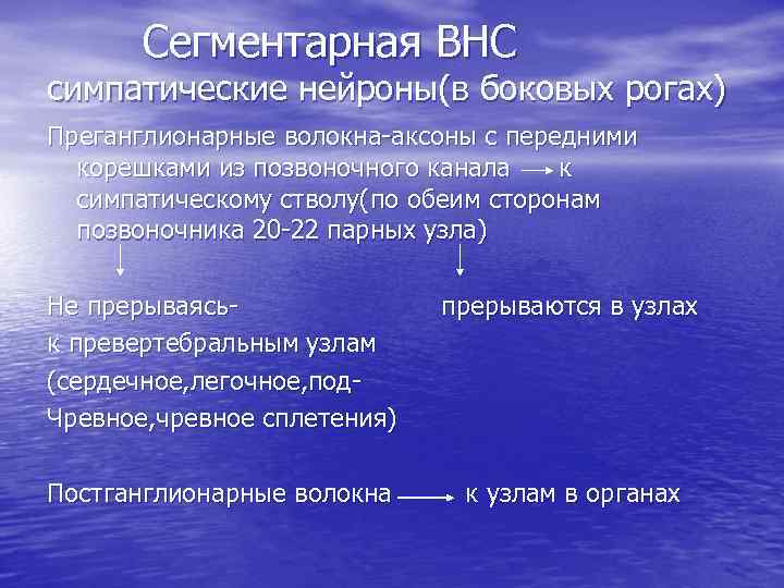 Сегментарная ВНС симпатические нейроны(в боковых рогах) Преганглионарные волокна-аксоны с передними корешками из позвоночного канала