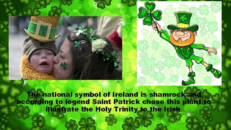 The national symbol of Ireland is shamrock and according to legend Saint Patrick chose