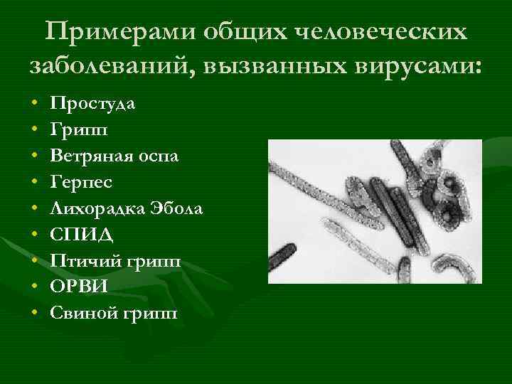 Примерами общих человеческих заболеваний, вызванных вирусами: • • • Простуда Грипп Ветряная оспа Герпес
