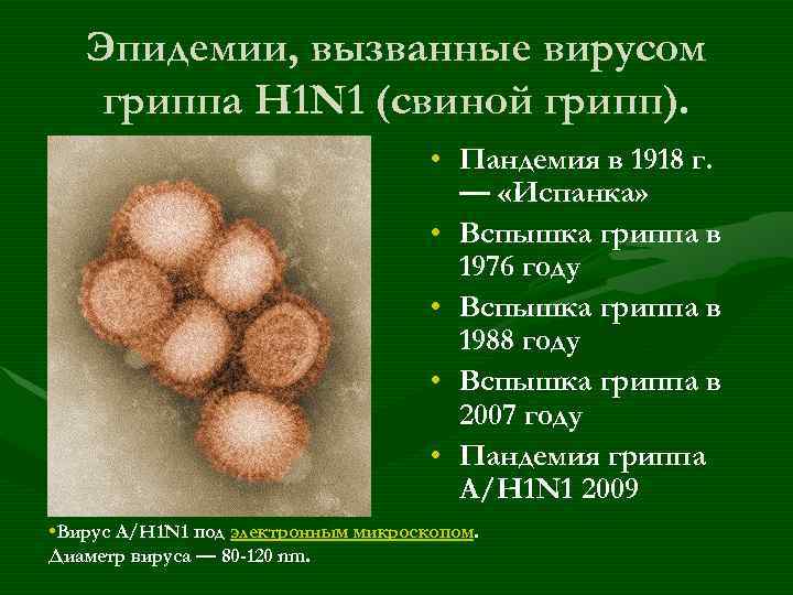 Эпидемии, вызванные вирусом гриппа H 1 N 1 (свиной грипп). • Пандемия в 1918