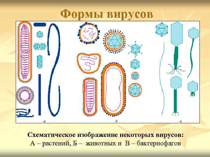 Формы вирусов