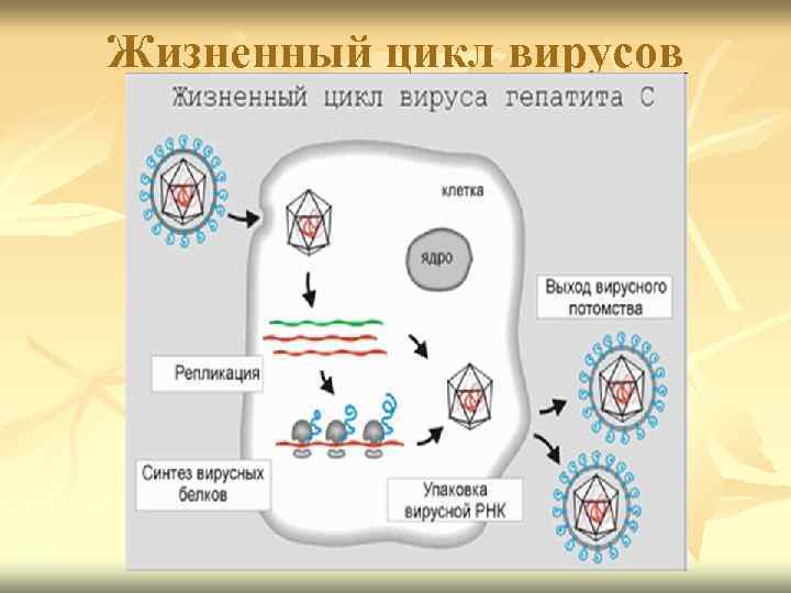 Жизненный цикл вирусов 