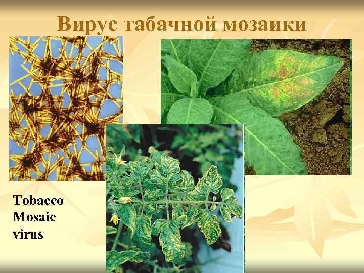 Вирус табачной мозаики Tobacco Mosaic virus 