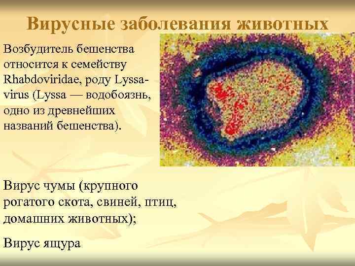 2 возбудители вирусных инфекций. Вирусные заболевания животных. Возбудители болезней животных. Возбудители вирусных заболеваний. Вирус бешенства возбудитель.