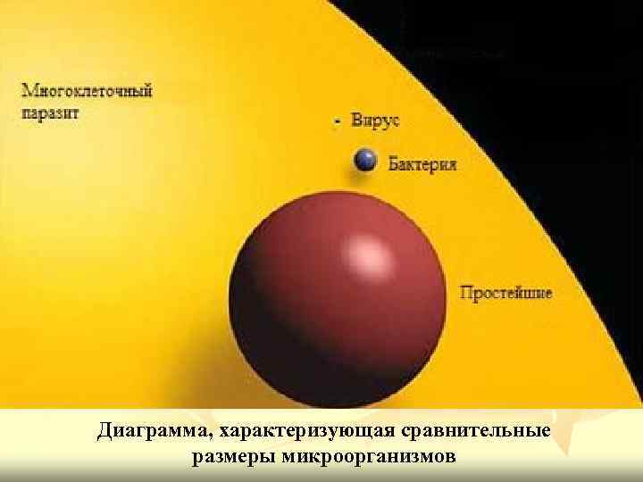 Диаграмма, характеризующая сравнительные размеры микроорганизмов 