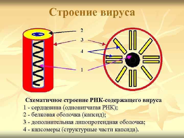 Строение вируса Схематичное строение РНК-содержащего вируса 1 - сердцевина (однонитчатая РНК); 2 - белковая